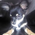 Chihuahua, langhaar