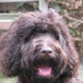 Labradoodle