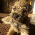 Border Terrier