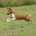 Basenji