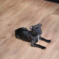 Staffordshire Bull Terrier