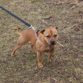 Staffordshire Bull Terrier
