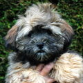 Lhasa Apso