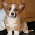 Welsh Corgi Pembroke