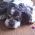 Amerikaanse Cockerspaniel