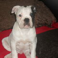 Old English Bulldog