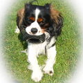 Cavalier King Charles Spaniel