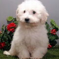 Bichon Frise