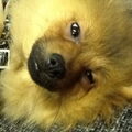 Dwergkeeshond