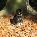 Tibetaanse Terrier
