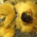 Dwergkeeshond