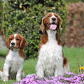 Welsh Springer Spaniel
