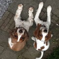 Welsh Springer Spaniel