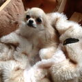 Chihuahua, langhaar
