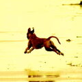 Boxer