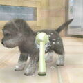 Schnauzer