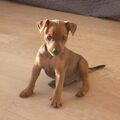 Dwergpinscher