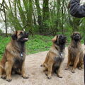 Leonberger