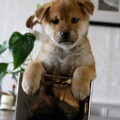 Shiba Inu