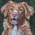 Nova Scotia Duck Tolling Retriever