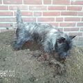 Cairn Terrier