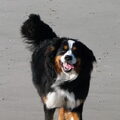 Berner Sennenhond