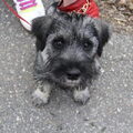 Middenslag Schnauzer, peper en zout