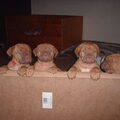 Bordeauxdog