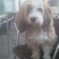 Tibetaanse Terrier