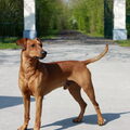Duitse Pinscher