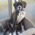 Boxer
