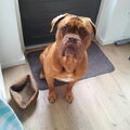 Bordeauxdog
