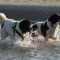 Landseer ECT