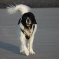Landseer ECT