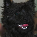 Cairn Terrier