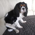 Cavalier King Charles Spaniel