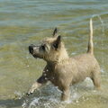 Cairn Terrier