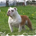 Engelse Bulldog