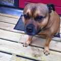 Onze Samson!