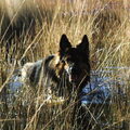 Oud Duitse Herdershond
