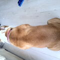 Old English Bulldog