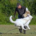 Zwitserse Witte Herdershond