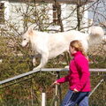 Zwitserse Witte Herdershond