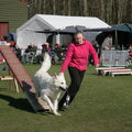 Zwitserse Witte Herdershond