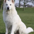 Zwitserse Witte Herdershond