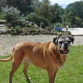 Boxer