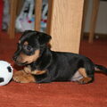Jack Russell Terrier