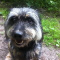Schnauzer