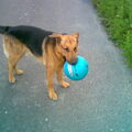 Duitse Herder