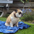 Old English Bulldog